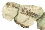 Partial Oreodont (Eporeodon) Upper Skull - South Dakota #270116-4